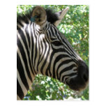 Cute Zebra Postcard postcards