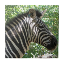 Cute Zebra  Tile