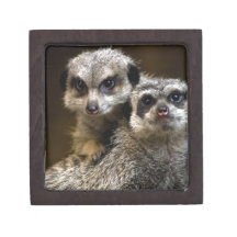Cuteness Overdose! Premium Jewelry Boxes
