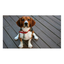 Cutest Beagle Dog Ever Business Card