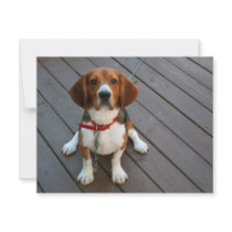 Cutest Beagle Dog Ever Invite