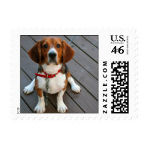 Cutest Beagle Dog Ever Stamps