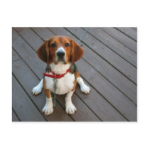 Cutest Beagle Dog Ever Postcards