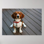 Cutest Beagle Dog Ever Posters