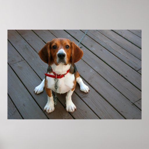 Cutest Beagle Dog Ever Posters