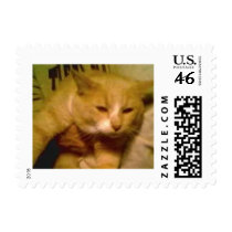 Cutest cat in the world postage