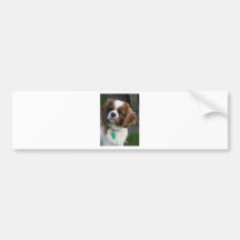 Cutest Dog In The World Bumper Stickers