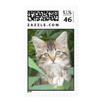 Cutest kitten ever postage postage