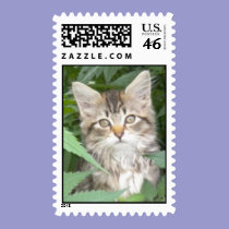Cutest kitten ever postage stamps