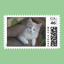 Cutest Kitten Ever -postage stamps