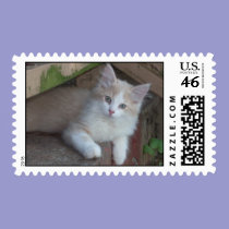 Cutest Kitten Ever -postage stamps stamps