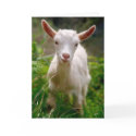Cutest thing Card