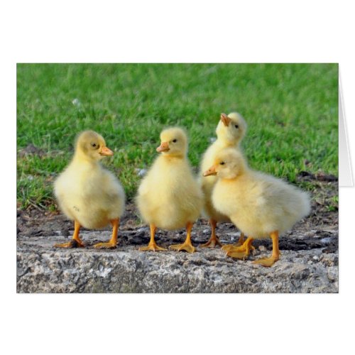 Cutesy Goslings card