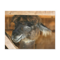 Cutey Llama Nature Photo Postcard