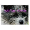 Cutie-any occasion-customize cards by MakaraPhotos Cutie-any occasion-customize cards