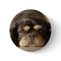 Cutie Cav! Pinback Button