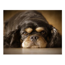Cutie Cav! Post Card
