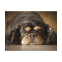 Cutie Cav! postcards by Squealia Cutie Cav! postcards