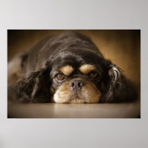 Cutie Cav! Posters