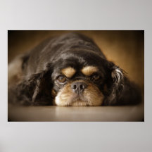Cutie Cav! Posters
