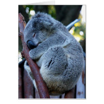 Cutie Pie Koala cards