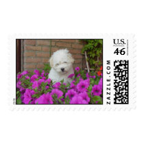 Cutie postage by caritojames Cutie postage