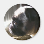 Cutie Pug, side profile Refrigerator Magnet