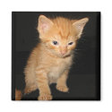 cutiecat magnet