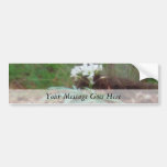 Cutleaf Toothwort (Dentaria laciniata) Bumper Sticker