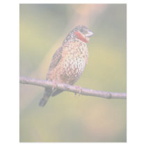 Cutthroat Finch Customized Letterhead