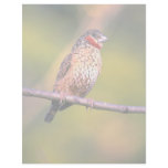 Cutthroat Finch Customized Letterhead
