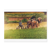 Cutting Hay Post Cards