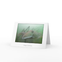 Cuttlefish Birthday Card