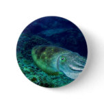 cuttlefish buttons