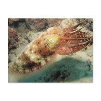 Cuttlefish, Great Barrier Reef, Cairns, Australia Post Cards