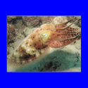 Cuttlefish, Great Barrier Reef, Cairns, Australia postcards