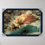 Cuttlefish, Great Barrier Reef, Cairns, Australia Print
