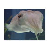 cuttlefish postcards by derbyka cuttlefish postcards