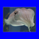 cuttlefish postcards