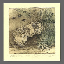 Cuttlefish Poster posters