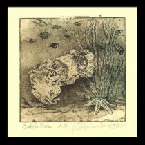 Cuttlefish Poster posters