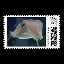 cuttlefish stamps stamps