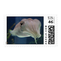 cuttlefish stamps by derbyka cuttlefish stamps