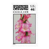 CV- Pink Gladiolas Postage Stamps stamp