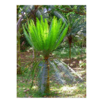 Cycad Poster