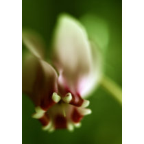 Cyclaam flower