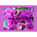 cyclamen card