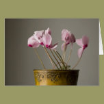 Cyclamen Plant cards