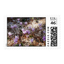 Cyclamen Postage Stamp