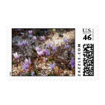Cyclamen Postage Stamp